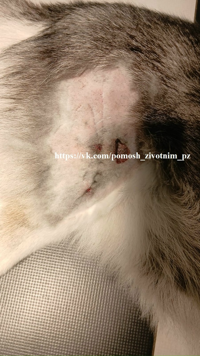 Друзья!
КАТАСТРОФИЧЕСКИ СРОЧНО!
Мы снова к вам с прось...