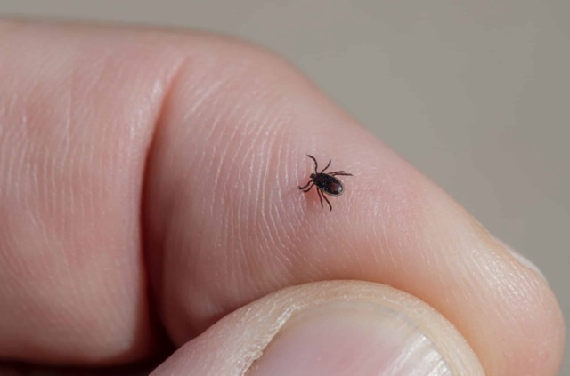 🕷️В России растет число клещей, инфицированных рикке...