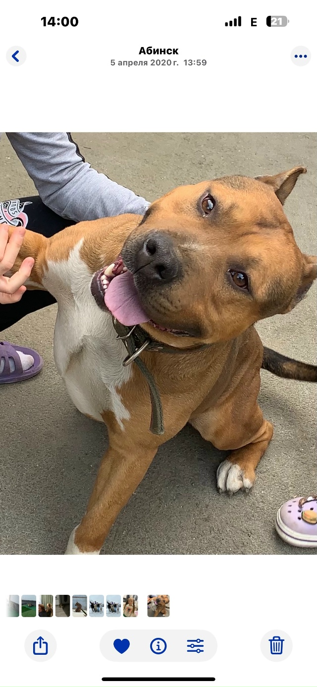 Сегодня сбежал пёс из дома по кличке Амур, просьба кто ?...