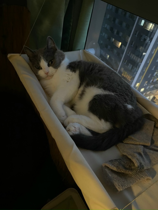 #мурёнакошечка и её смешные мордахи. Два года живет с н?...