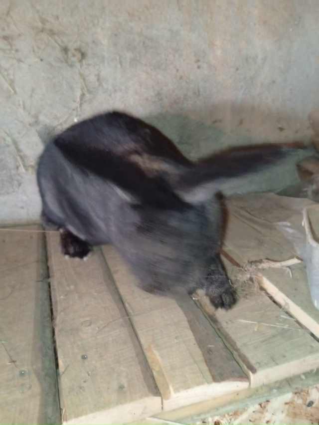 Продам двух крольчих и крола колифорнейской породы и ш...