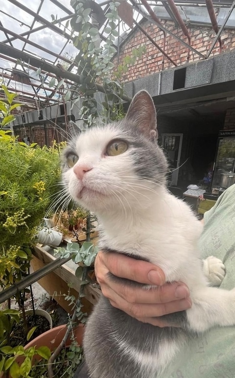 Это не просто кошка - это живая энергия с достоинствами...