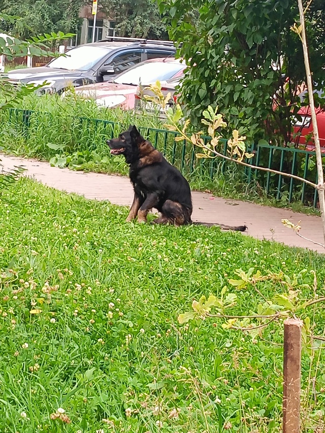 На Громова 46, корп. 3 сидит собака со сломанной лапкой, с...