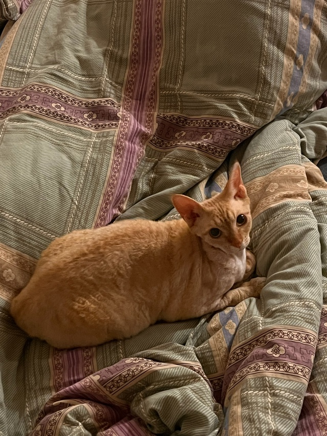 Моя Сыра , Сырок . В прошлой семье была Багирой .
Взяли п...