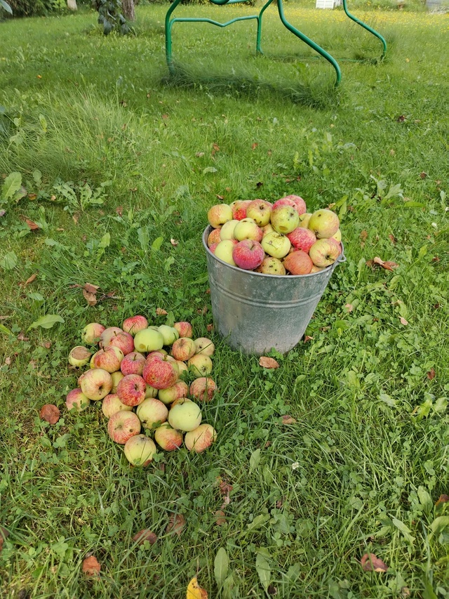Кому нужны яблоки падалица, собраны сегодня. На компот?...