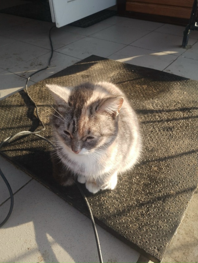 Чья кошка, видно что домашняя, ручная
Находится на Юбил...