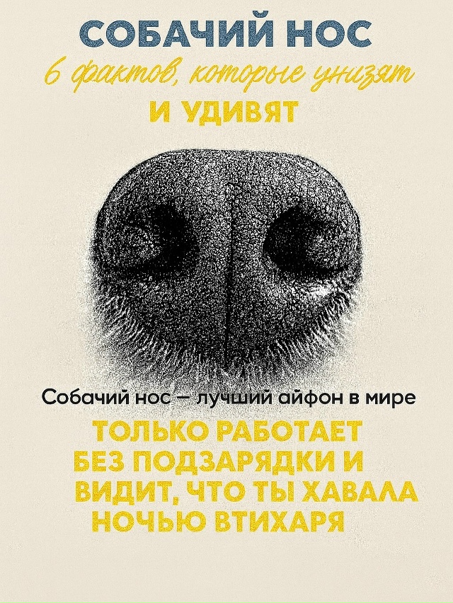Собачий нос — это айфон без подзарядки, Google и бабка у п?...