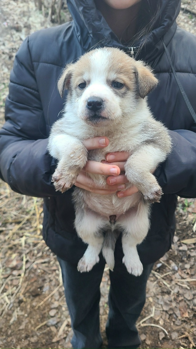 Животные
1. Кому нужен котик, сидит около магазина « Св?...