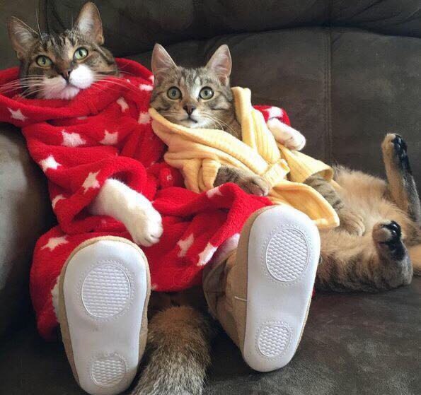 - Слышь, будь другом! Согрей молочка)
- И включи нам 