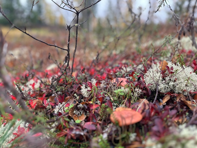 Привет Бузулук! Моя малая родина! Вот такая природа у н?...