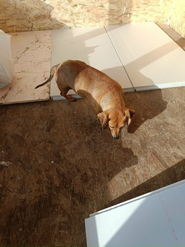 Чья потеряшка? Пришла в дом на улице Николая Николаева....