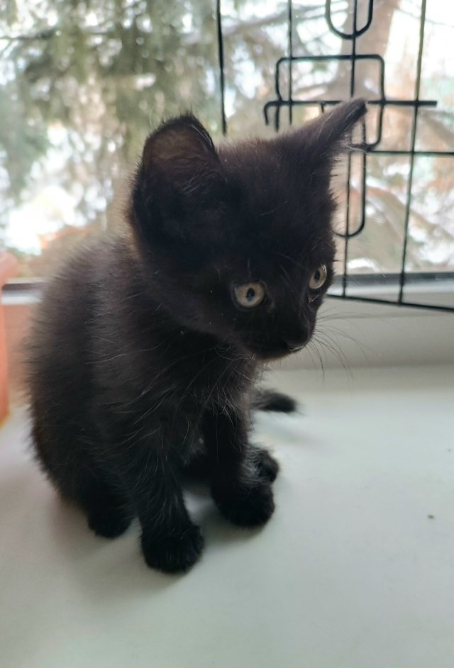 Бородино. Пристраивается котенок - девочка Возраст мес...