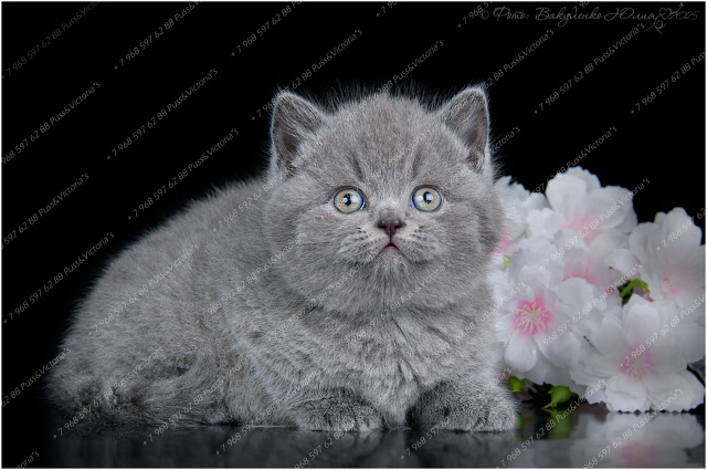 Как вам наши девочки? ?