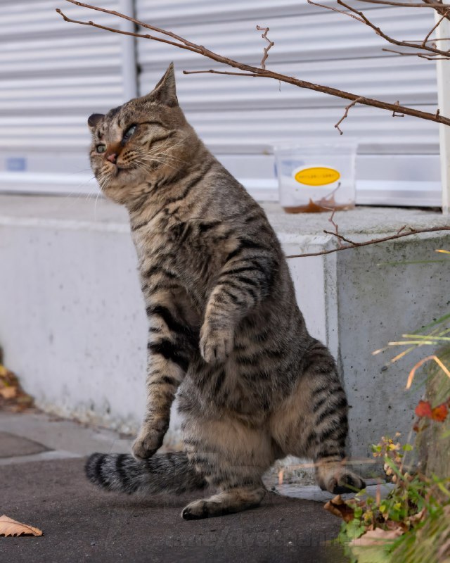 Фотограф из Японии Масаюки Оки уже давно снимает уличных котов в Токио, чтобы показать самые весёлые