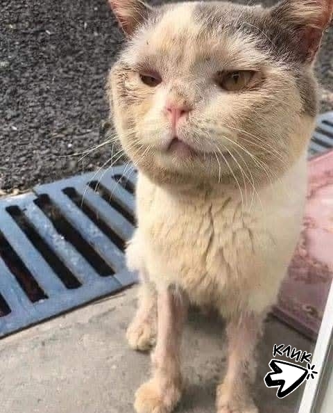 Любовь и забота. Спасибо тем, кто не оставляет в беде бр...