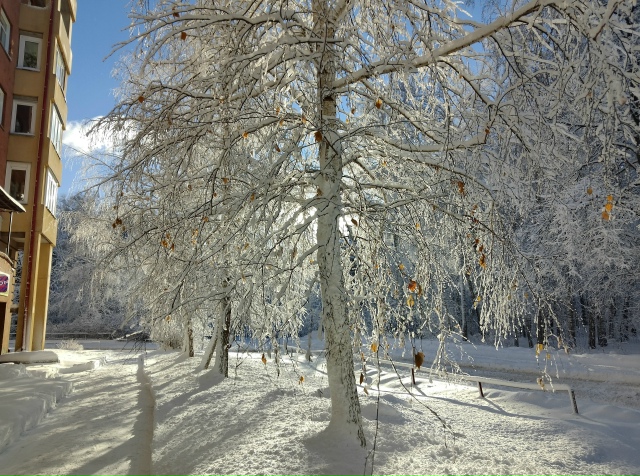 Κpacoтa нeoбыкнoвeннaя в Акaдeмгopoдкe пocлe cнeгoпaдa ❄️