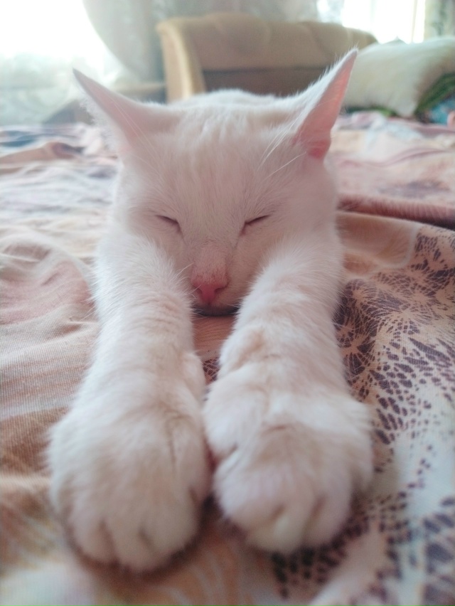 Симба - любитель поспать на диване