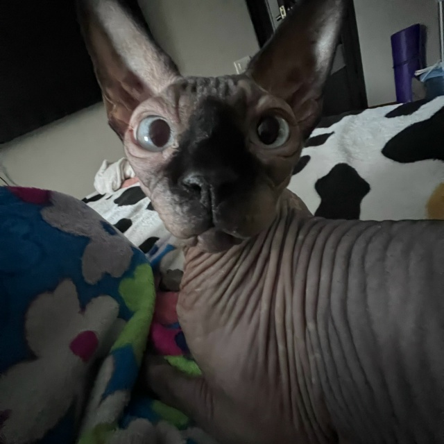 Любимый всратыш Рамзес