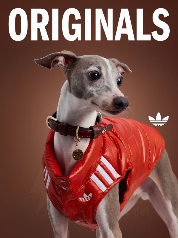 Adidas в Китае представил новую линейку одежды для питомцев — да, теперь есть осенне-зимние вещи для