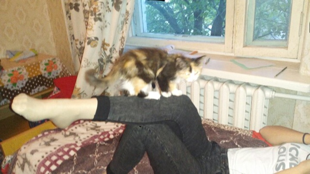 Кошечка Маура