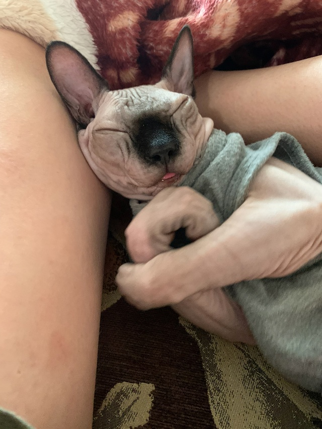 Кот Вагнер ???
Этим летом отмечаем пять лет совмес...