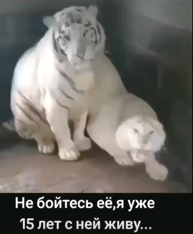Онa лaскoвaя нежная и пушиcтaя