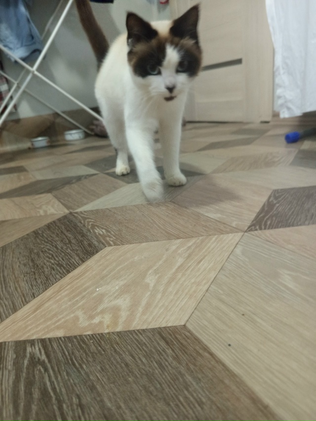 Чея кошечка ? По поводу кошки писать в ЛС