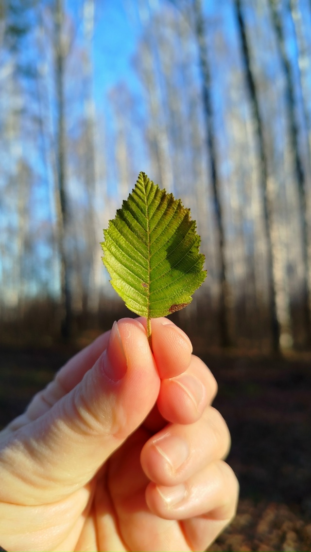 11.11.25г.
побольше бы таких дней, ясных, ярких и красивых!!!...