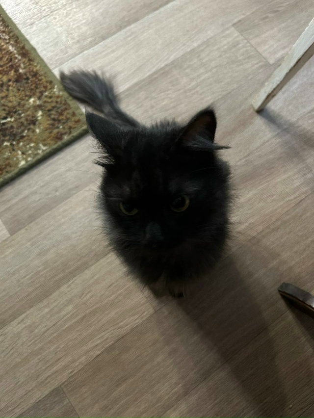 Срочно отдадим кошек, хотим пристроить хотя бы одну. От...