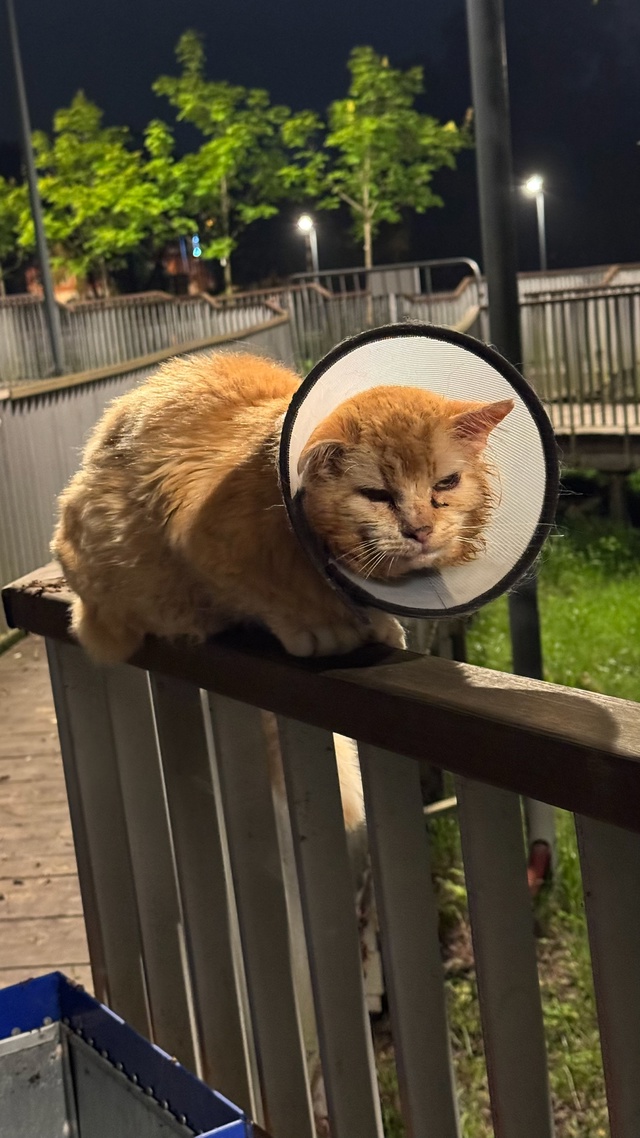 Анонимно. Никто котика не терял?
Сидит на городской пл?...