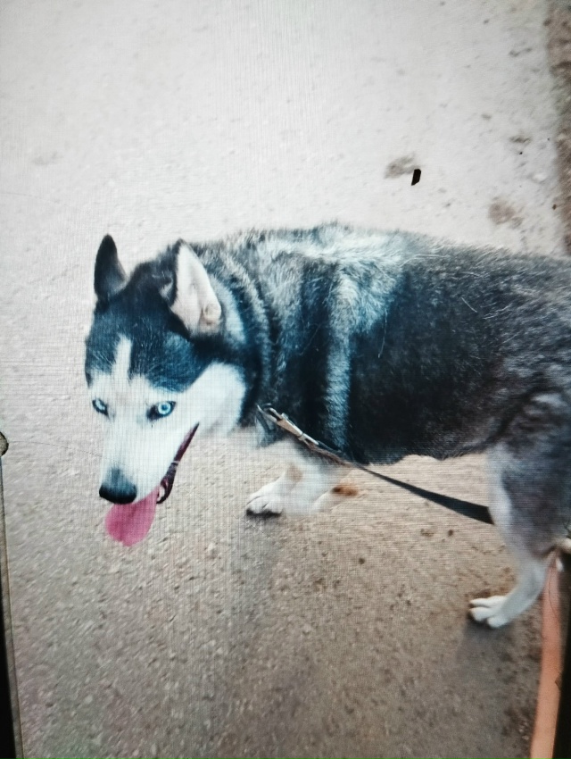 Потерялась собака. 26 октября. Порода Хаски. Глаза голуб...