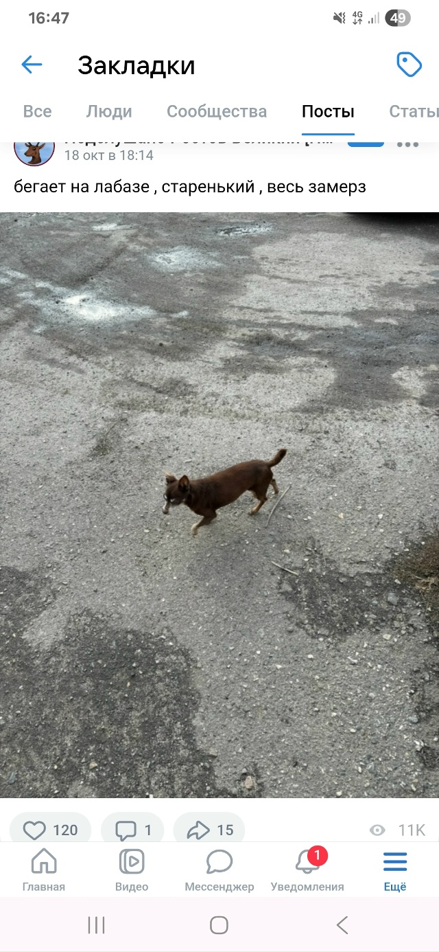 Кто автор поста про этого песика? Его забрали? Свяжитес...