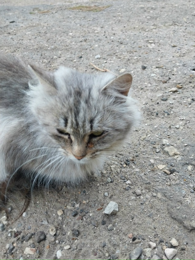 Пристраевается бездомная,молоденькая кошечка...Малышк...