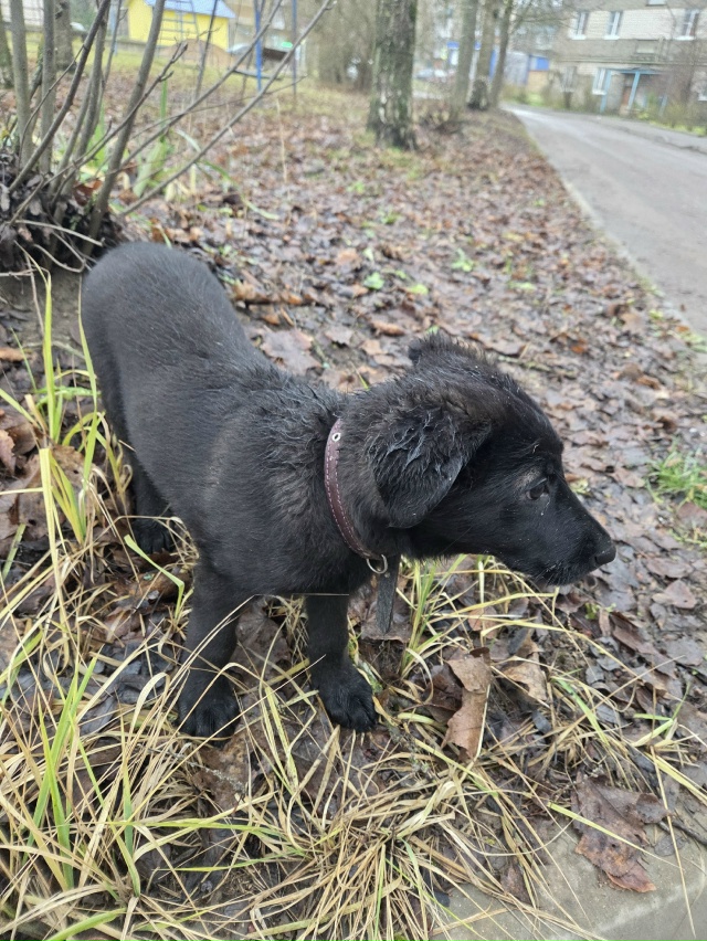 Чей потеряшка? Очень сильно скулит. Был на Химиков 7, пр?...