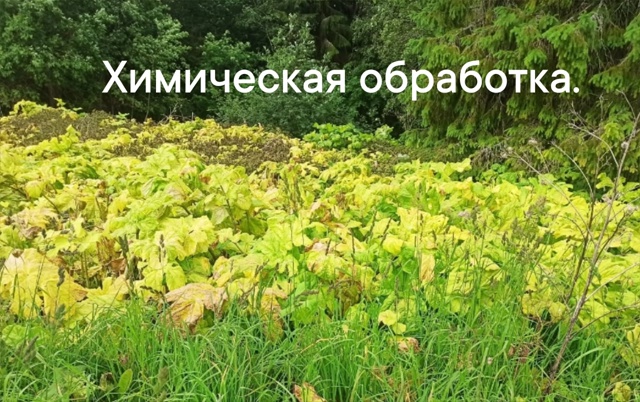 Знакомьтесь: борщевик Сосновского - царь растительног?...