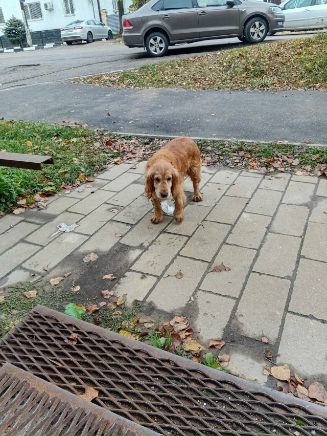 Чей, бегает по Карла- Маркса.