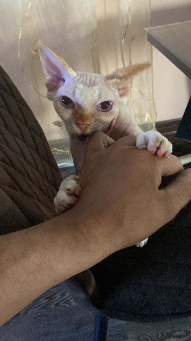 Наглый кот Хантелеймон?