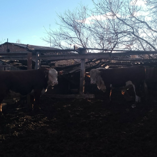 Продаются бычки, возраст полтора года, так же есть и 2.6 ?...