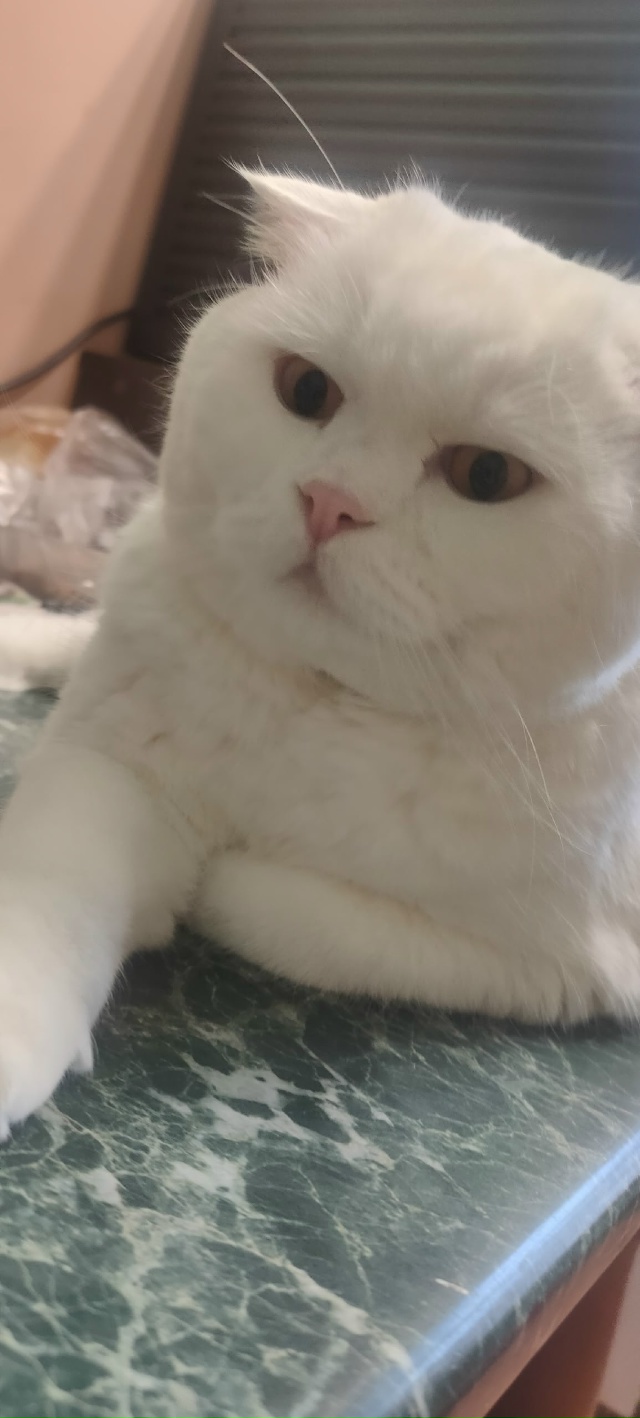 Пристраивается очень красивый кот,ранее был мне подки?...