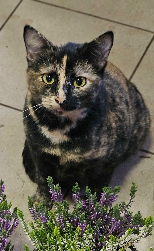 💛Красавица Мурка ищет дом!!!🖤
Трёхцветная, гладкошё...