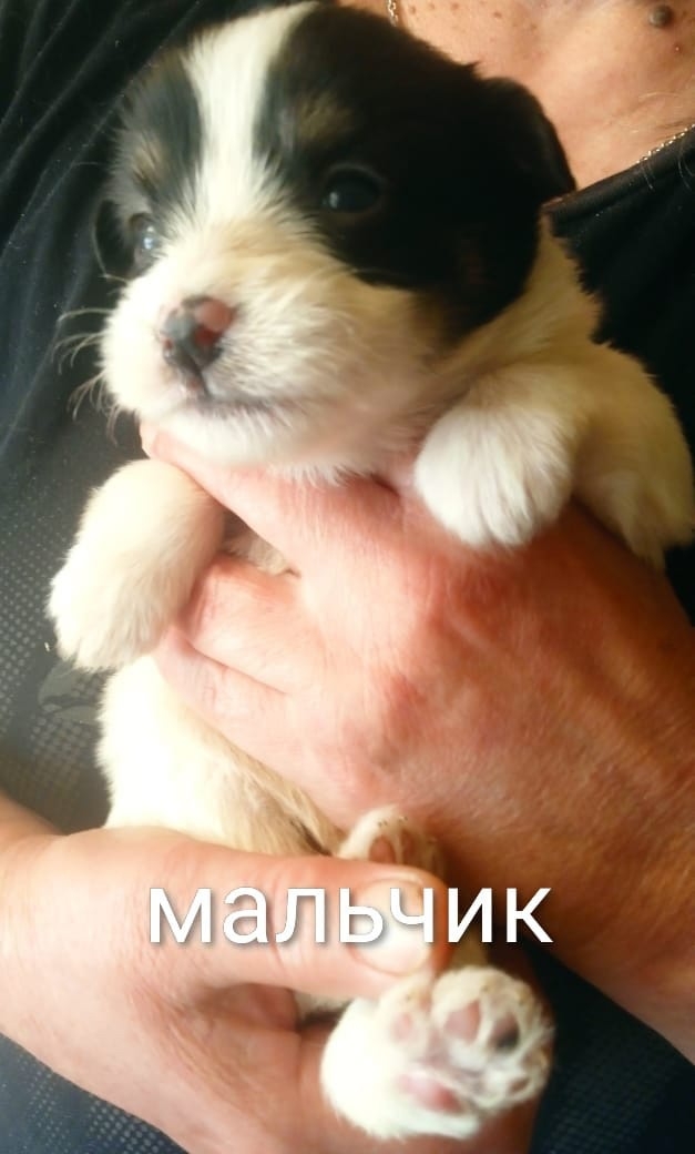 Люди помогите! Ищут самые заботливые ручки вот такие з...