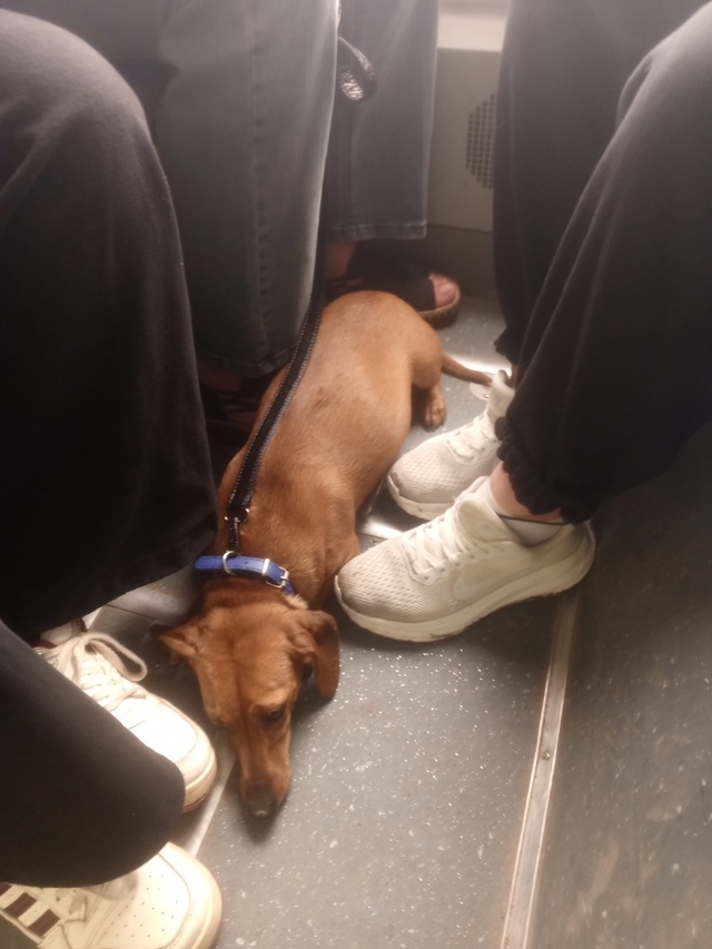 Чья собачка, отзовитесь. Заскочила в автобус в Остров 3....