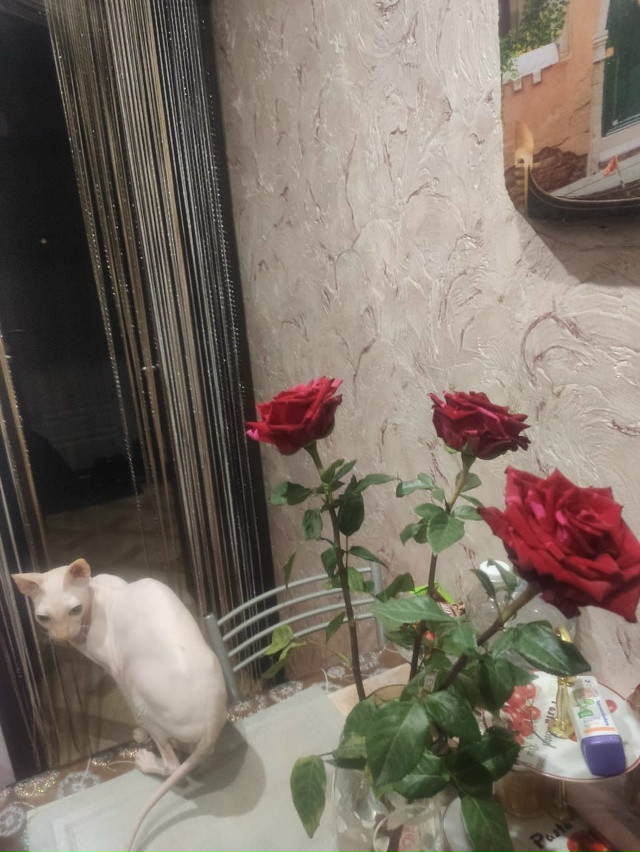 Люди добры помогите найти вот такого кота,потерялся ок...