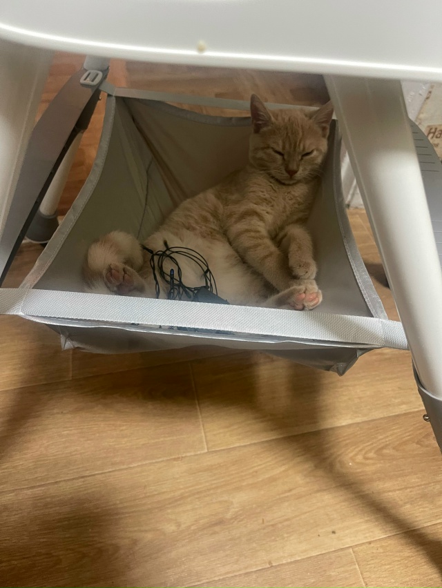 Потерялся котенок , в районе улицы демышева , откликает...