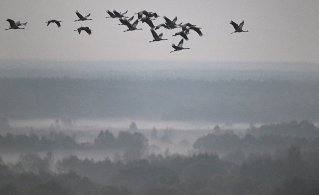 Вторая декада октября - время журавлиного отлета.
PH: И...