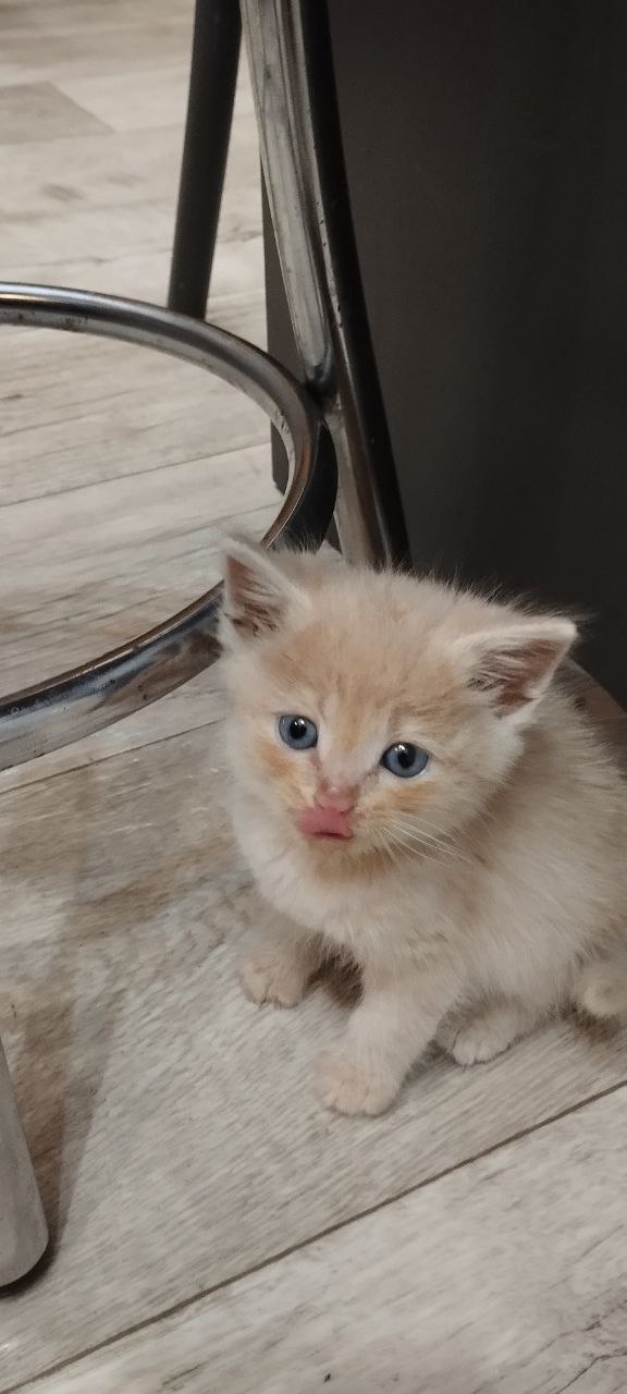 Этим трем рыжым мальчикам и камышовой девочке нет ещё ?...