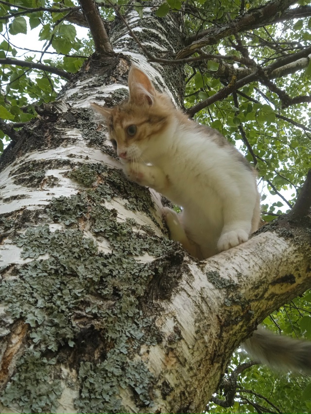 Симба и Хлоя.