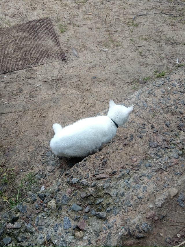 Фото 1-2. Бегает собака в Пусторадицах, в д. Кадуй и Жорн?...