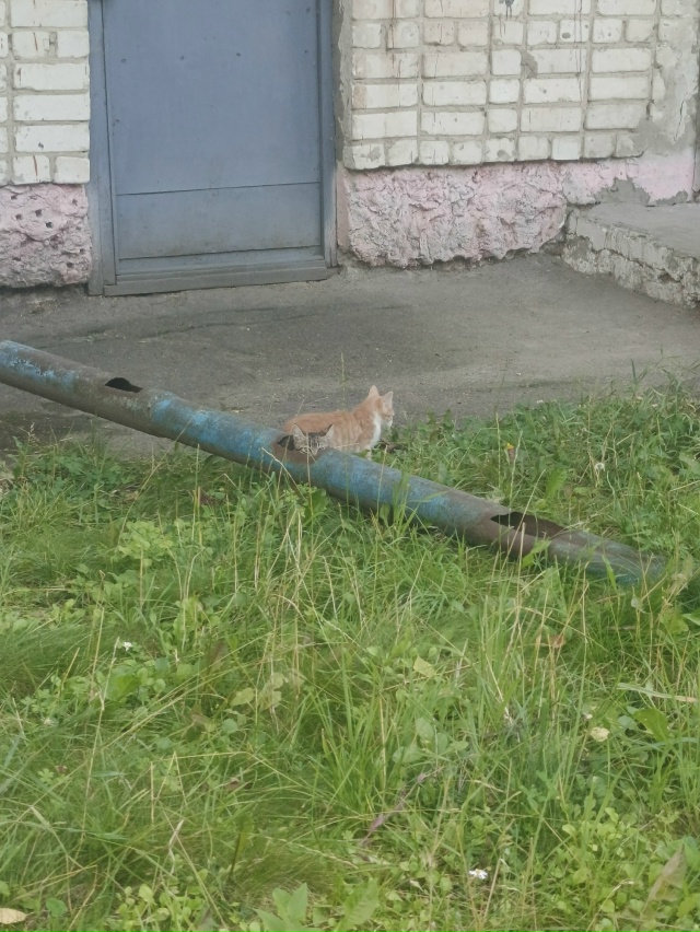 Микрокошки