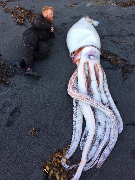 На побережье Новой Зеландии нашли гигантского кальмар...